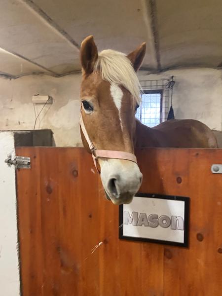 Kender du denne haflinger ?