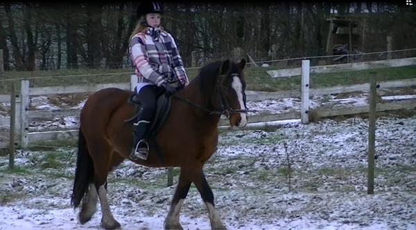 Så er der fundet en lånepony!! <3