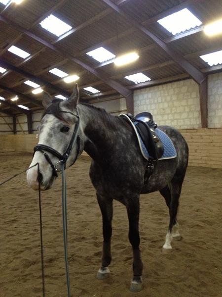 Horseline trenser.