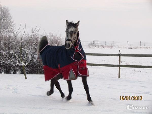 Fototime der vare en uge med 1 kval. 