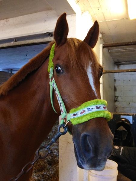 Vis jeres "ældre" heste :-)