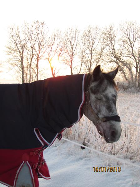 Fototime der vare en uge med 1 kval. 