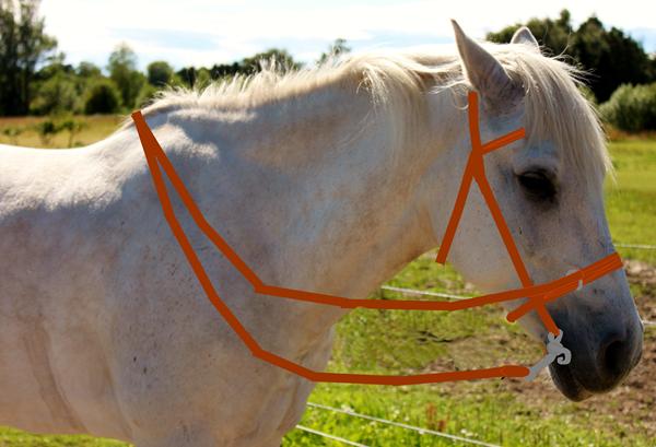 God fingernem sadelmager i vestsjælland?
