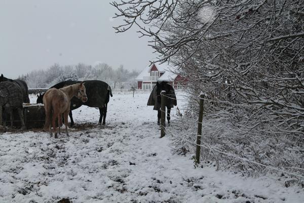 når hesten gemmer sig på folden :-)