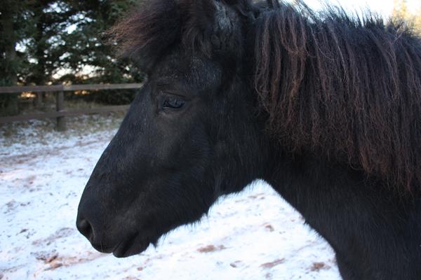Dækken til unghest?