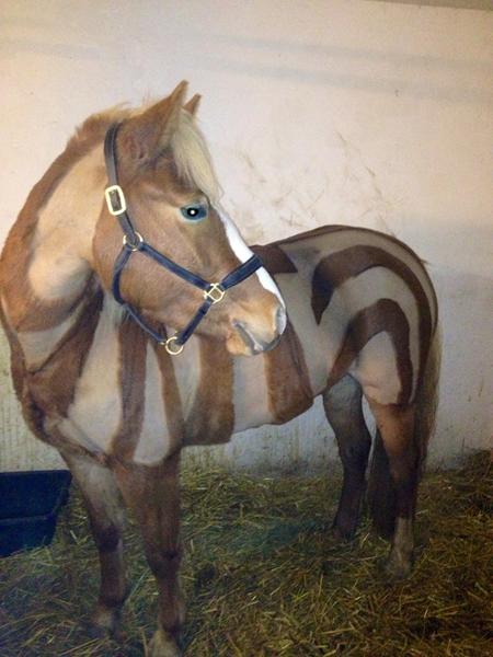 Udklædning til hest med zebra klip? Nogle ideer?