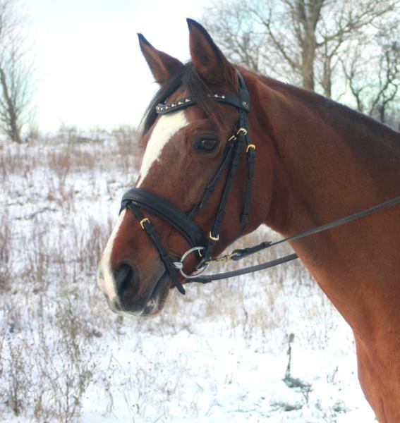 Når hesten skal afsted.. Hva så?