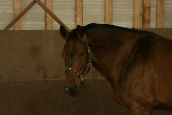 Heste med kæmpe halse! :-D