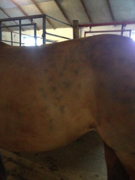 brun hest med sorte pletter?