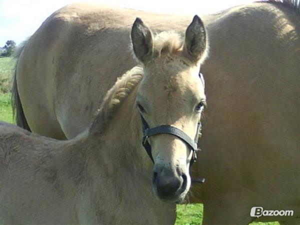 Palomino/cremello hingst fra nordjylland efterlyses!