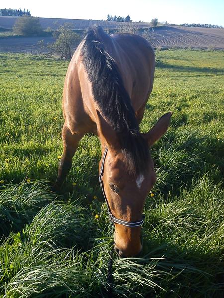 forberedelser til at få sit eget føl