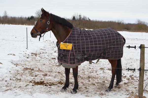 Hest vil ikke på tur alene