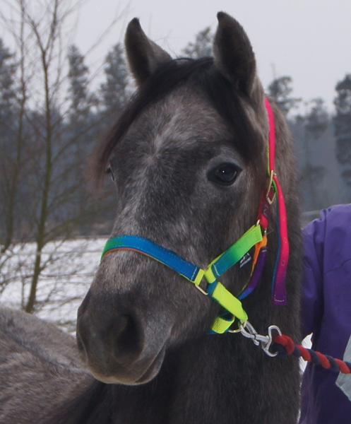 Hjælp til fotoredigerings programmer