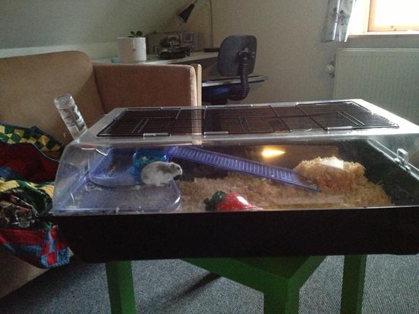 Hamster søger nyt hjem :)