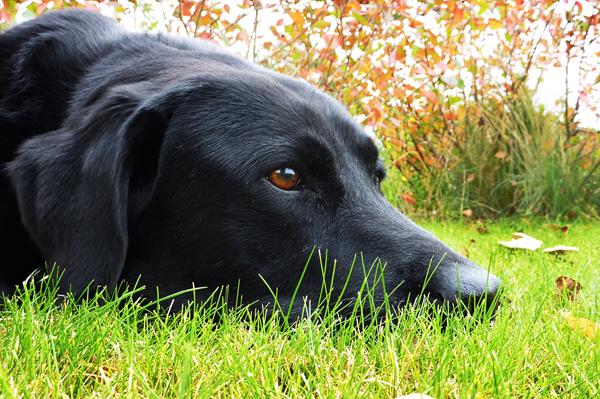 Yndlingsfotos af jeres dyr? :)