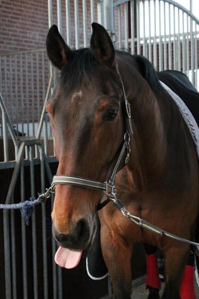 Min hest er blevet udsat for join up ved opsadling!