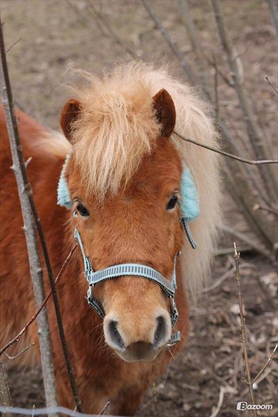 Spg. ang. Hestebokse