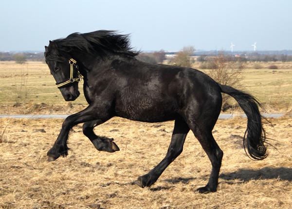 Er jeres heste i forårs humør?