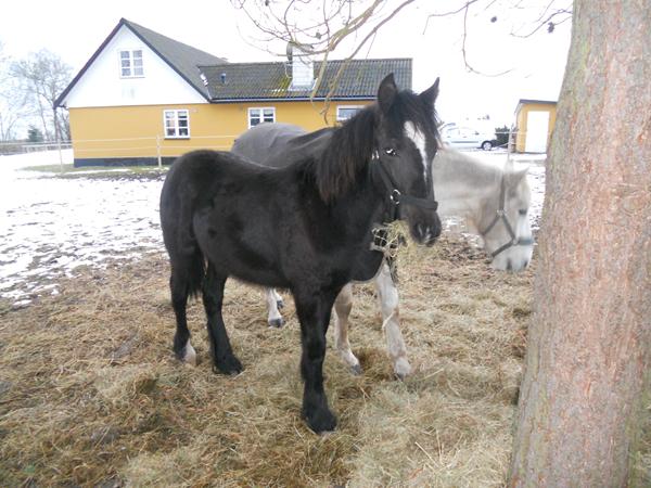 Hvor høj bliver mit føl/plag?