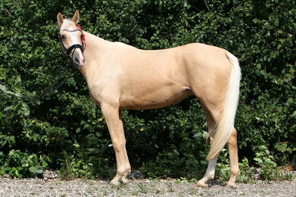 Hingst til min palomino hoppe.