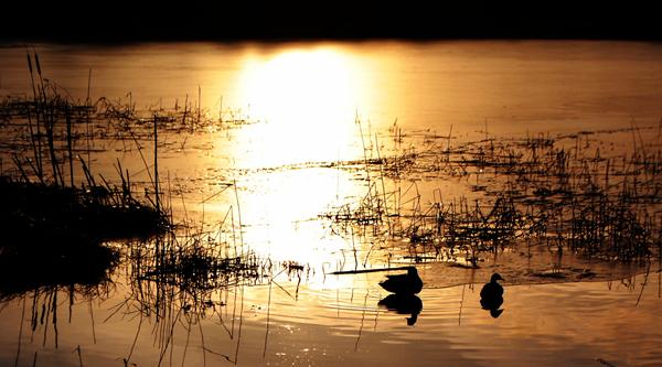 Solnedgang ved sø - Ris&Ros? :)