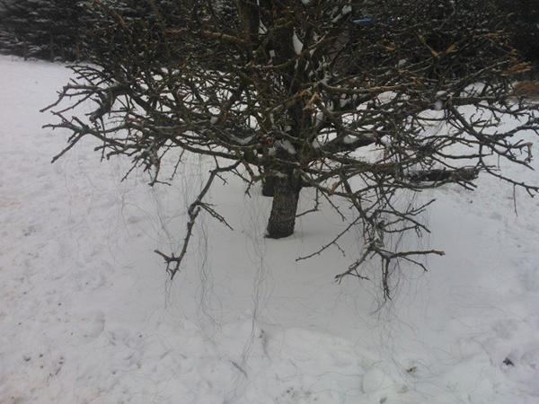 pony "gnubber" røv?