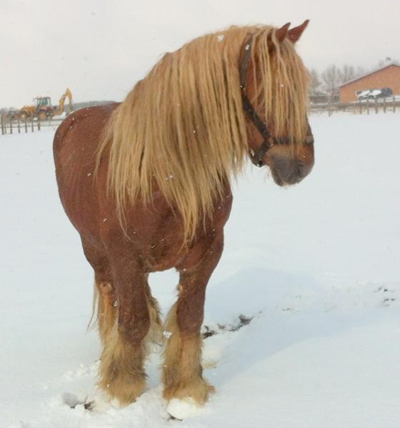 udstyr til koldblods (jyder)