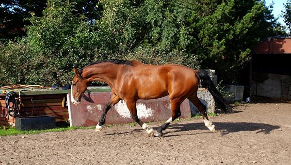 Sjældent udbudt hest tilsalg 