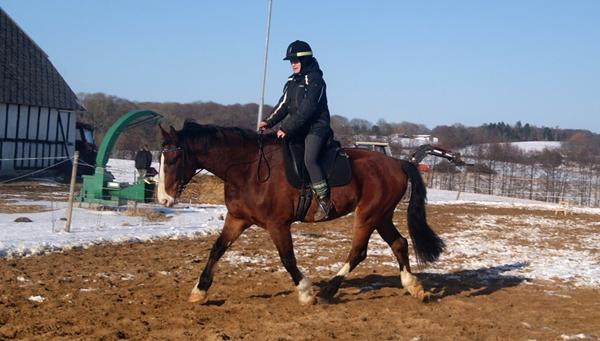 Sjældent udbudt hest tilsalg