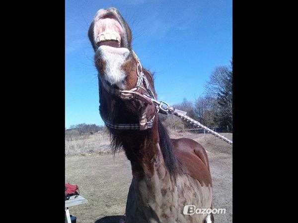 Et sjovt billede af din hest/part?