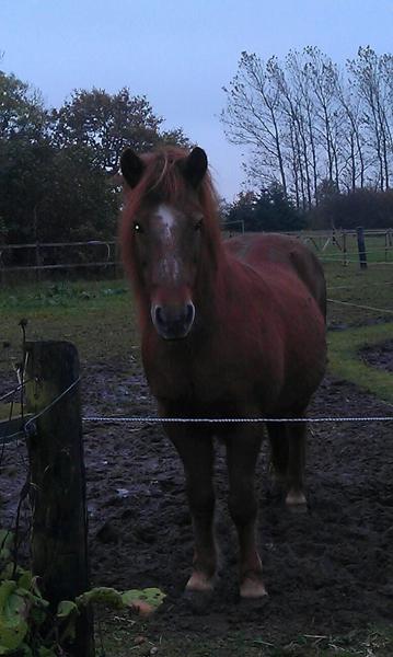 Cavallo Simple boots?