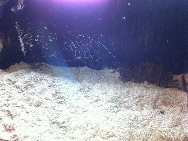 Kan heste være renlige? :)