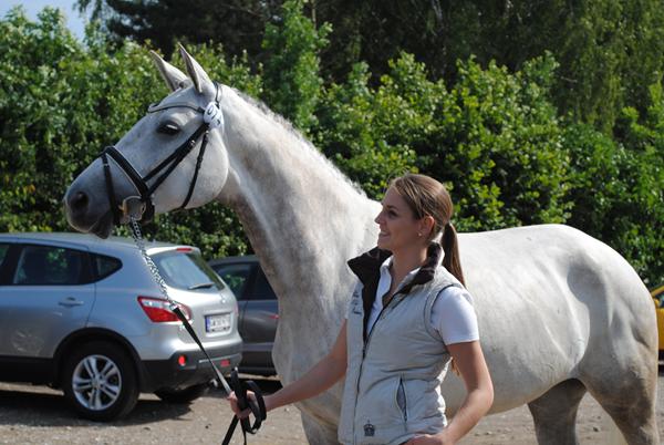 Hingst til min hoppe - Nogle gode ideer