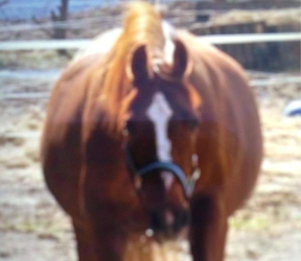 Drægtig hoppe springer..