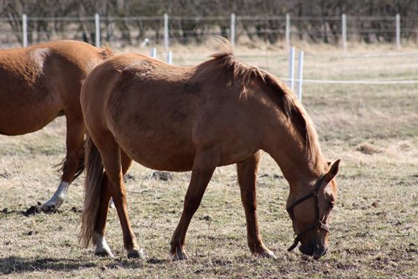 Så er Dixie klar - foling på webcam.