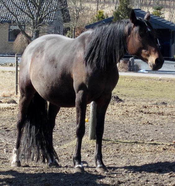 Drægtigheds perioden?