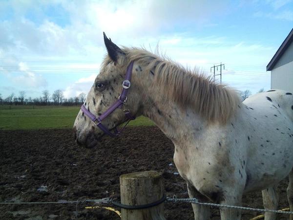 Plagskue - regler? Hvad skal plagen?