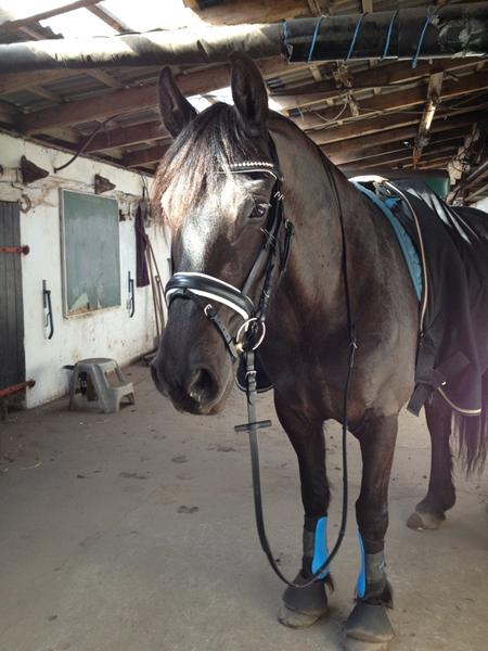 Opstaldning Broager(Sønderborg) omegn.