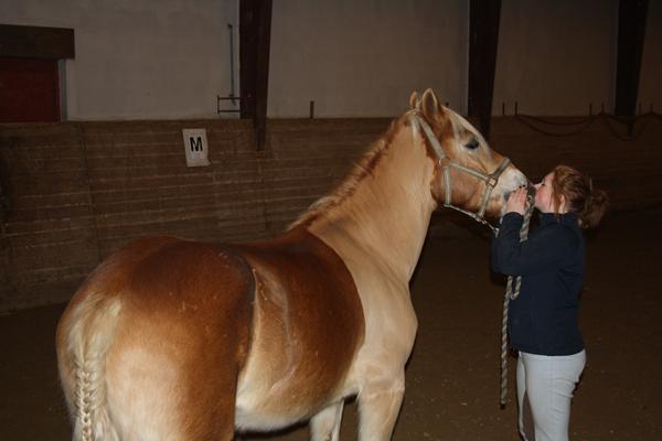 At klippe en haflinger.. 