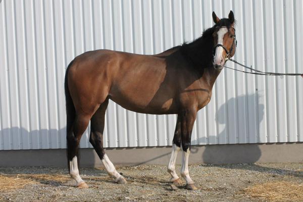 Præsentation af mig og min babyhest ( Vi er nye i gruppen)