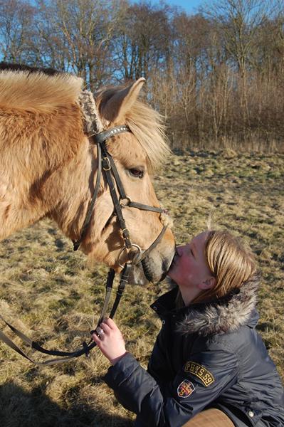 Ustyrlig hest