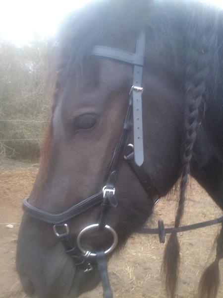 Rambo Micklem competition briddle