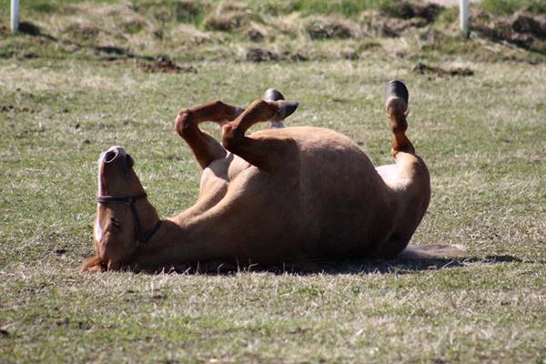 Hoppe, der har sat prop i.