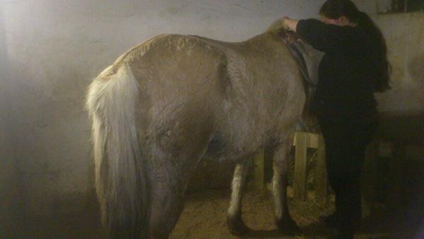 Det her er hvad jeg fik hjem (pony)