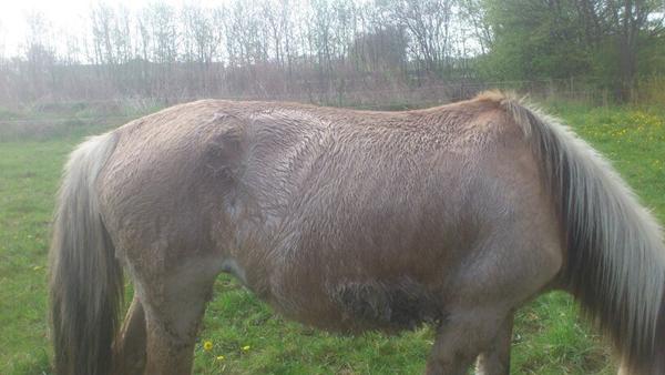 Pony sveder helt vildt om natten ???