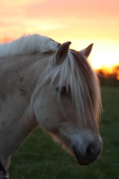 Min fotogene hest! Solnedgang og hest