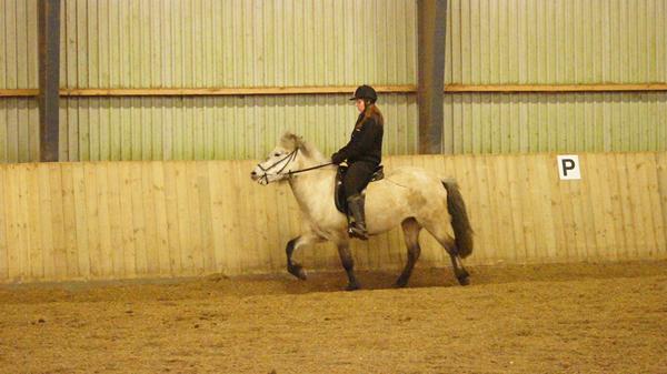 Tölt problem. Højt hoved. 