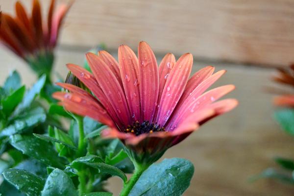 Blomster billeder :)