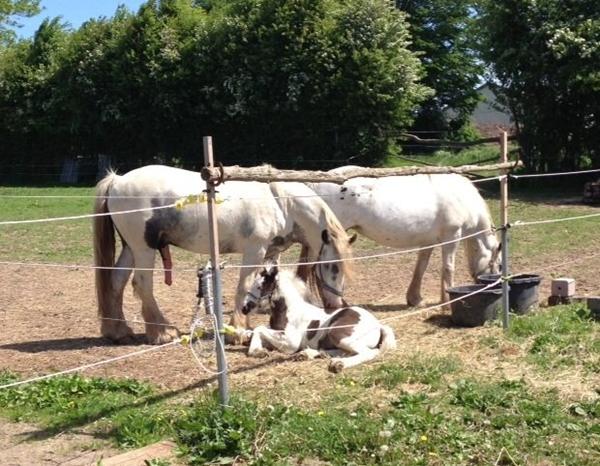 Erfaringer med føl sammen med hingste