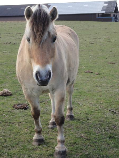 Hvordan taber en Hest sig mest under ridning? :)